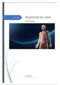  Samenvatting Anatomie in Vivo 1,2,3 en 4 Fysiotherapeut  (compleet )
