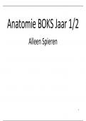 Anatomie BOKS spieren msa (jaar 2) Hogeschool Utrecht Fysiotherapie