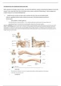 The Skeletal System: The Appendicular Skeleton study guide 