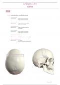 Osteologie   Myologie bovenste kwadrant   schedel 
