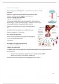 Samenvatting ziekteleer - deel endocriene stoornissen (18/20)