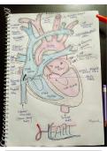 Heart Diagram and Labelling 