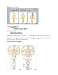 Anatomie en fysiologie van de neurologie leerjaar 2