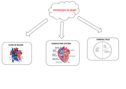 Physiology of heart - Flow of blood