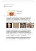 Samenvatting werkgroepleren, tandanatomie en fysiologie (1.5 leerdoelen)