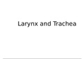 Larynx and Trachea 