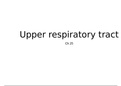Upper Respiratory System 