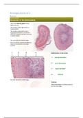 Histologie practicum 3 (bijnier, schildklier, alvleesklier)