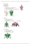 BBS1004: Muscle anatomy
