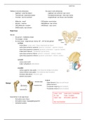 Anatomie deel 1 - Onderste extremiteit (botten en spieren)