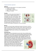 anatomie en fysiologie urogenitaalstelsel (urinewegen)