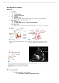 Aorta thoracalis en abdominalis in echocardiografie