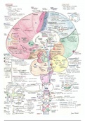 Poster Neurologie - het brein