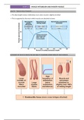 Muscle Metabolism & Smooth Muscle