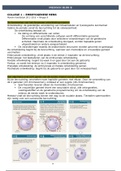 Samenvatting Medisch hoorcollege 1 en 2: embryogenese mens en  oog 