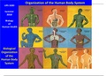 Updated_ Biological Organization of the Human Body System.
