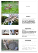 Flashcards van konijnenrassen + beoordelingsleer