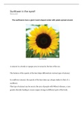 Sunflower cataract in Wilsons disease