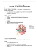 Pathologie nieren/urinewegen