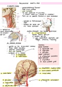 Samenvatting Angiologie hoofd en hals