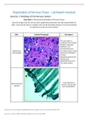 University of Arkansas Lab3 BIOL2441L-Organization of Nervous Tissue – Lab Report Assistant