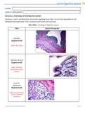 Arizona College, MesaBIO 202BIO202_Week4_DigestiveSystem_LabReport(DIGESTIVE SYSTEM LAB REPORT PAGE)