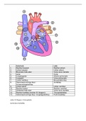 anatomie hart