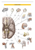 craniale zenuwen in de osteopathie 