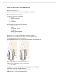 Samenvatting  Mondzorgkunde Parodontologie (MZK-PAROD) HAN Bachelor 1/ Propedeuse Collegejaar 2021-2022: Thema 1: Bouw en functie van het parodontium