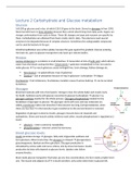 Summary Medical Biochemistry, 2nd year biomedical sciences course