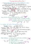 Human anatomy , Neuroanatomy 