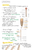 Neuroanatomy -spinal cord-External feature