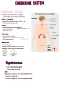 Short summary of Human Endocrine System, Grade 12 