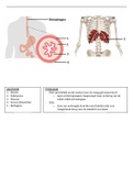 Anatomie en fysiologie van de slokdarm
