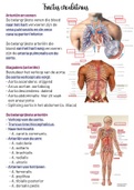 Anatomie/fysiologie tractus circulatorius
